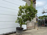Citroenboom xl - citrus limon - hoogte ca. 250 cm - afbeelding 4 van  7