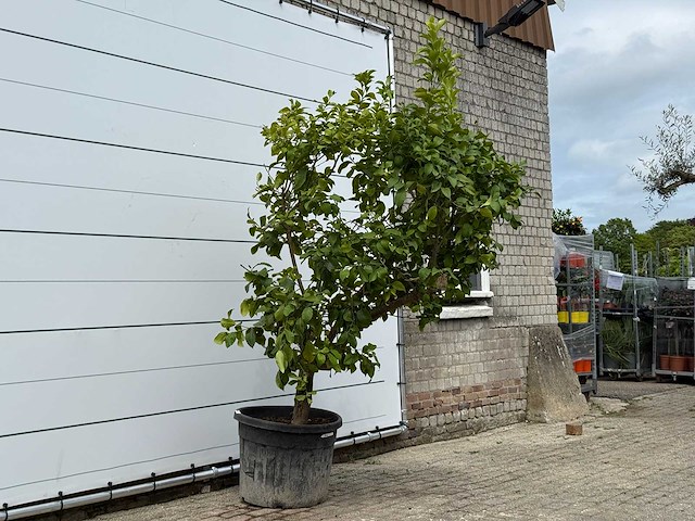 Citroenboom xl - citrus limon - hoogte ca. 250 cm - afbeelding 5 van  7