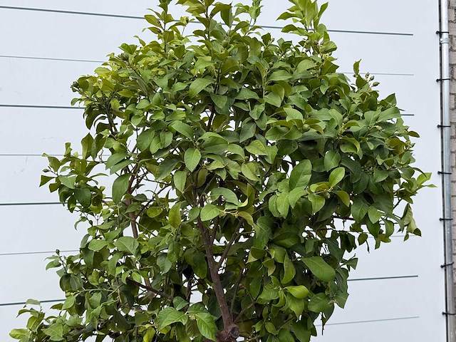 Citroenboom xl - citrus limon - hoogte ca. 250 cm - afbeelding 6 van  7