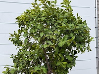 Citroenboom xl - citrus limon - hoogte ca. 250 cm - afbeelding 6 van  7