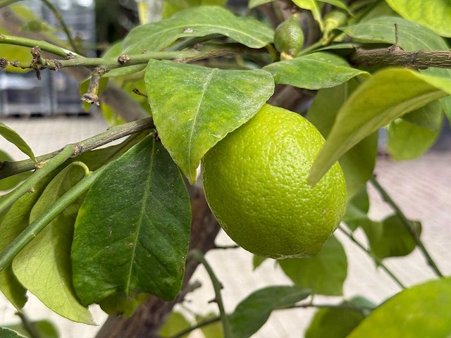 Citroenboom xl - citrus limon - hoogte ca. 250 cm - afbeelding 7 van  7