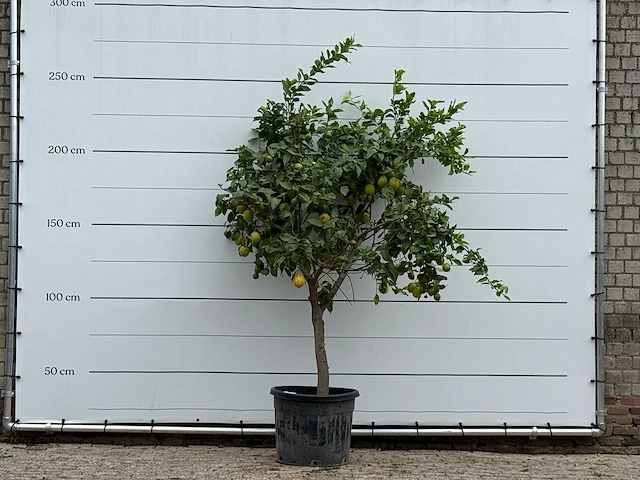 Citroenboom xl - citrus limon - hoogte ca. 250 cm - afbeelding 1 van  3