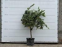 Citroenboom xl - citrus limon - hoogte ca. 250 cm