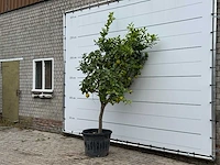 Citroenboom xl - citrus limon - hoogte ca. 250 cm - afbeelding 2 van  3
