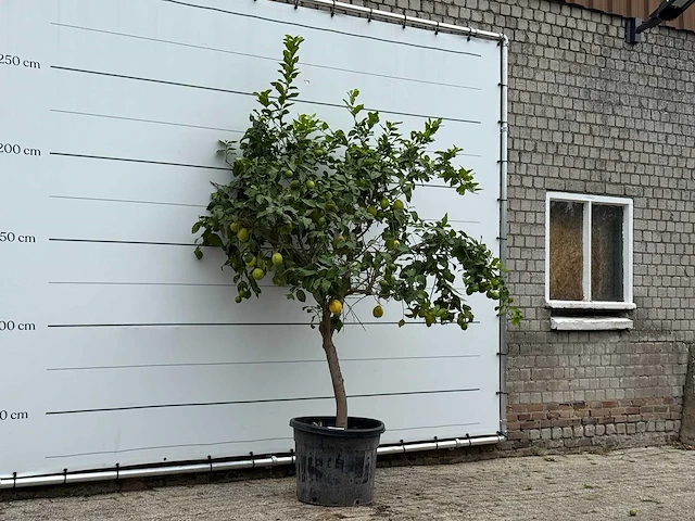 Citroenboom xl - citrus limon - hoogte ca. 250 cm - afbeelding 3 van  3