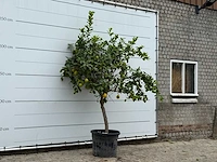 Citroenboom xl - citrus limon - hoogte ca. 250 cm - afbeelding 3 van  3