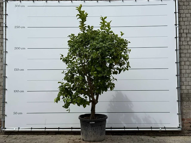 Citroenboom xl - citrus limon - hoogte ca. 250 cm - afbeelding 1 van  7
