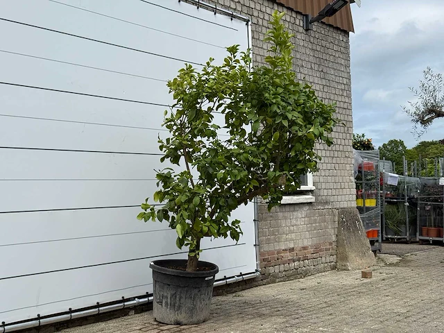 Citroenboom xl - citrus limon - hoogte ca. 250 cm - afbeelding 5 van  7