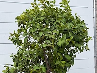 Citroenboom xl - citrus limon - hoogte ca. 250 cm - afbeelding 6 van  7