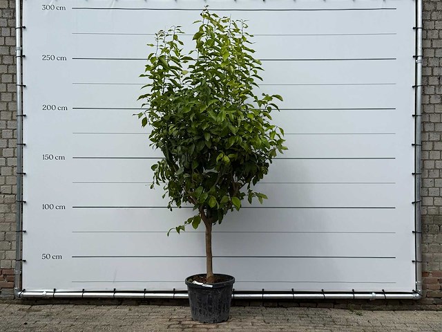 Citroenboom xl - citrus limon - hoogte ca. 260 cm - afbeelding 1 van  5