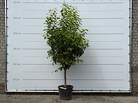 Citroenboom xl - citrus limon - hoogte ca. 260 cm - afbeelding 1 van  5