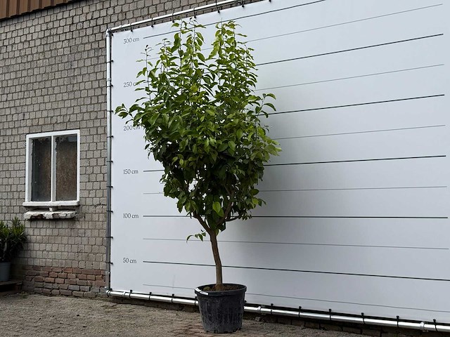 Citroenboom xl - citrus limon - hoogte ca. 260 cm - afbeelding 2 van  5