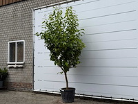 Citroenboom xl - citrus limon - hoogte ca. 260 cm - afbeelding 2 van  5