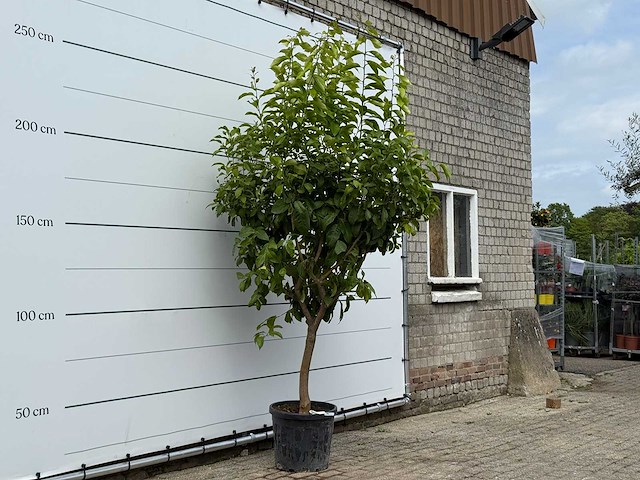 Citroenboom xl - citrus limon - hoogte ca. 260 cm - afbeelding 3 van  5