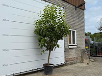 Citroenboom xl - citrus limon - hoogte ca. 260 cm - afbeelding 3 van  5