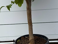 Citroenboom xl - citrus limon - hoogte ca. 260 cm - afbeelding 4 van  5