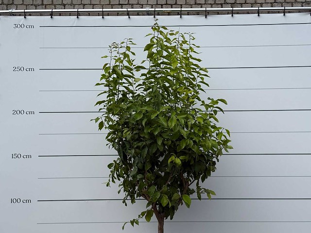Citroenboom xl - citrus limon - hoogte ca. 260 cm - afbeelding 5 van  5