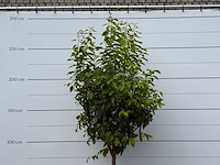 Citroenboom xl - citrus limon - hoogte ca. 260 cm - afbeelding 5 van  5