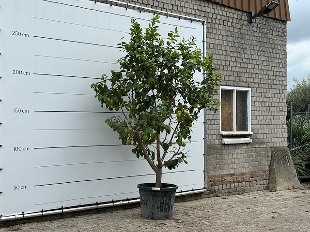 Citroenboom xl - citrus limon - hoogte ca. 270 cm - afbeelding 3 van  3