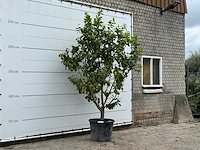 Citroenboom xl - citrus limon - hoogte ca. 270 cm - afbeelding 3 van  3