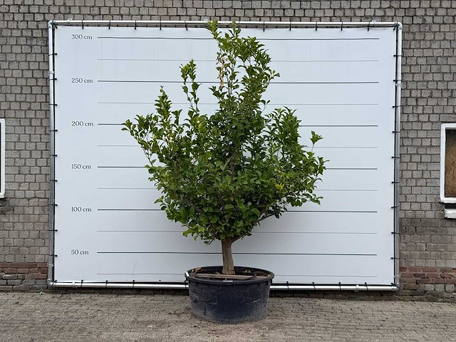 Citroenboom xl - citrus limon - hoogte ca. 270 cm - afbeelding 1 van  5