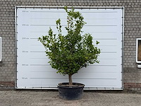 Citroenboom xl - citrus limon - hoogte ca. 270 cm - afbeelding 1 van  5