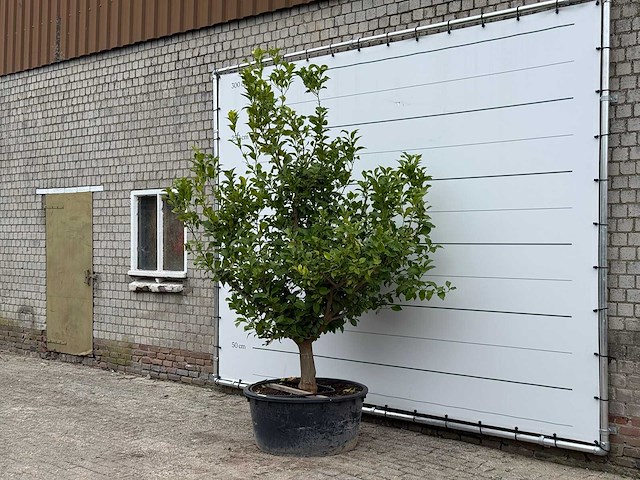 Citroenboom xl - citrus limon - hoogte ca. 270 cm - afbeelding 2 van  5