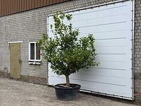 Citroenboom xl - citrus limon - hoogte ca. 270 cm - afbeelding 2 van  5