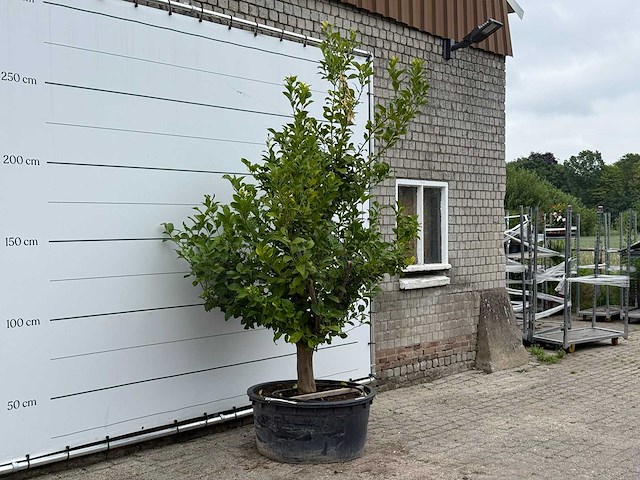 Citroenboom xl - citrus limon - hoogte ca. 270 cm - afbeelding 3 van  5