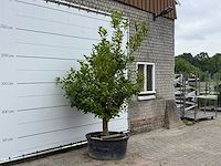 Citroenboom xl - citrus limon - hoogte ca. 270 cm - afbeelding 3 van  5