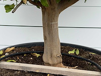 Citroenboom xl - citrus limon - hoogte ca. 270 cm - afbeelding 4 van  5