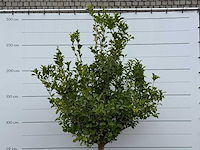 Citroenboom xl - citrus limon - hoogte ca. 270 cm - afbeelding 5 van  5