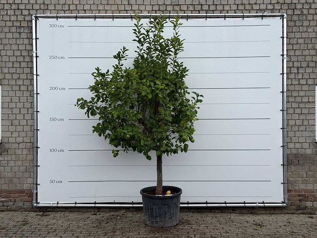 Citroenboom xl - citrus limon - hoogte ca. 270 cm - afbeelding 1 van  3