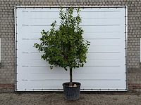 Citroenboom xl - citrus limon - hoogte ca. 270 cm - afbeelding 1 van  3
