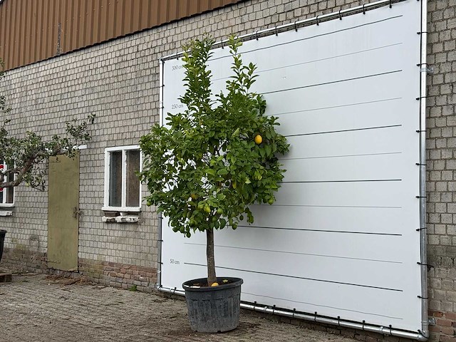 Citroenboom xl - citrus limon - hoogte ca. 270 cm - afbeelding 2 van  3