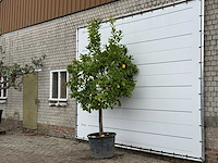 Citroenboom xl - citrus limon - hoogte ca. 270 cm - afbeelding 2 van  3