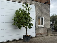 Citroenboom xl - citrus limon - hoogte ca. 270 cm - afbeelding 3 van  3