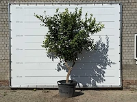 Citroenboom xl - citrus limon - hoogte ca. 270 cm