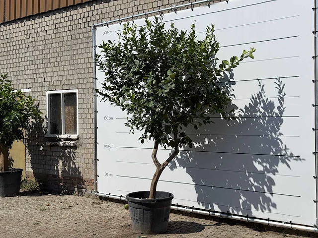 Citroenboom xl - citrus limon - hoogte ca. 270 cm - afbeelding 2 van  3