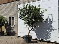 Citroenboom xl - citrus limon - hoogte ca. 270 cm - afbeelding 2 van  3