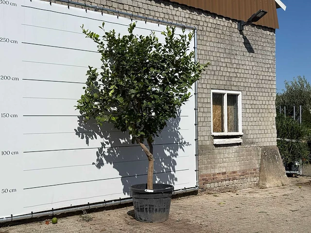 Citroenboom xl - citrus limon - hoogte ca. 270 cm - afbeelding 3 van  3