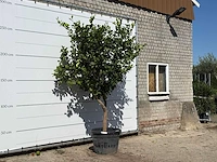 Citroenboom xl - citrus limon - hoogte ca. 270 cm - afbeelding 3 van  3