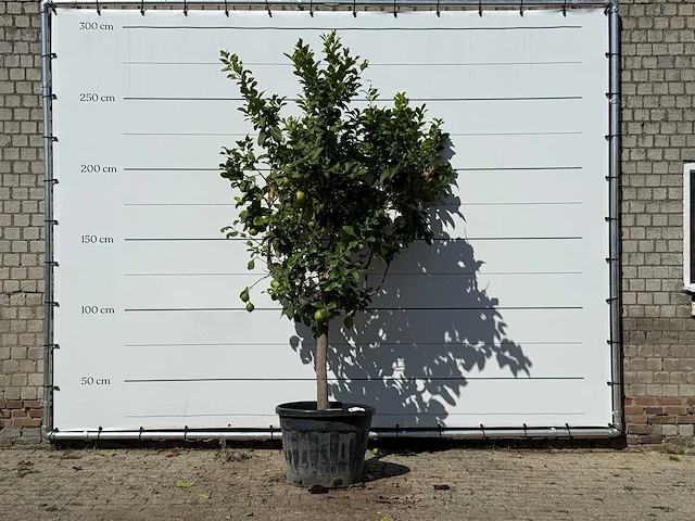 Citroenboom xl - citrus limon - hoogte ca. 270 cm - afbeelding 1 van  3