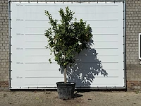 Citroenboom xl - citrus limon - hoogte ca. 270 cm