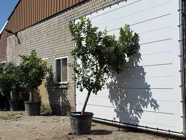 Citroenboom xl - citrus limon - hoogte ca. 270 cm - afbeelding 2 van  3