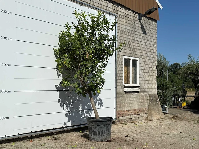 Citroenboom xl - citrus limon - hoogte ca. 270 cm - afbeelding 3 van  3