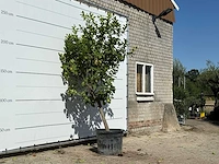 Citroenboom xl - citrus limon - hoogte ca. 270 cm - afbeelding 3 van  3