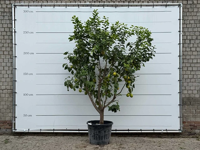 Citroenboom xl - citrus limon - hoogte ca. 270 cm - afbeelding 1 van  3