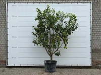 Citroenboom xl - citrus limon - hoogte ca. 270 cm