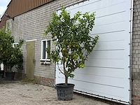 Citroenboom xl - citrus limon - hoogte ca. 270 cm - afbeelding 2 van  3